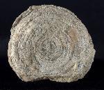 Cyclolites sp. (LAMARCK 1801) - Bild © FossNet FossilienStore